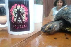 Queen Zlot 2017 DS 45